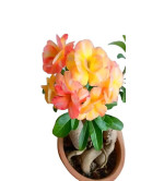 Adenium Plant  (Hybrid, Pack of 2),,