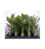 Adenium Plant  (Hybrid, Pack of 2),,