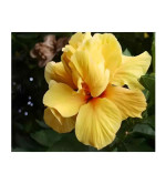 Hibiscus Plant  (Pack of 2) YLW