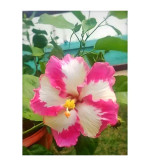 Hibiscus Plant  (Hybrid, Pack of 2)PINK