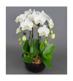 Orchid Plant  (Hybrid, Pack of 2)WHITE