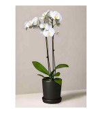 Orchid Plant  (Hybrid, Pack of 2)WHITE