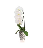 Orchid Plant  (Hybrid, Pack of 2)WHITE