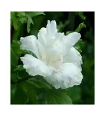 Hibiscus Plant  (Pack of 2)WHITE