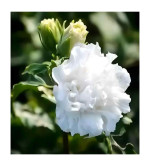 Hibiscus Plant  (Pack of 2)WHITE