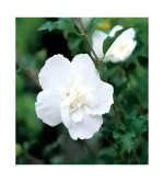 Hibiscus Plant  (Pack of 2)WHITE