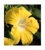 Hibiscus Plant  (Pack of 2)YELLOW