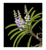 Orchid Plant  (Pack of 2) PURPLE