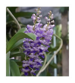 Orchid Plant  (Pack of 2) PURPLE