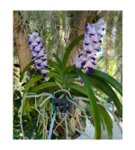 Orchid Plant  (Pack of 2) PURPLE