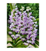 Orchid Plant  (Pack of 2) PURPLE