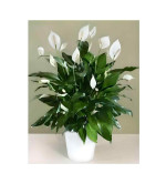 Peace Lily Plant  (Hybrid, Pack of 2 ) WHITE