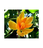 Plumeria Plant  (Hybrid, Pack of 2)YLW