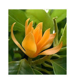 Plumeria Plant  (Hybrid, Pack of 2)YLW