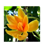 Plumeria Plant  (Hybrid, Pack of 2)YLW