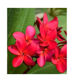 Plumeria Plant  (Hybrid, Pack of 2)RD