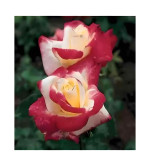 Rose Plant  (Hybrid, Pack of 2)MIX