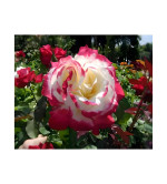 Rose Plant  (Hybrid, Pack of 2)MIX