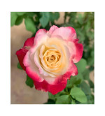 Rose Plant  (Hybrid, Pack of 2)MIX