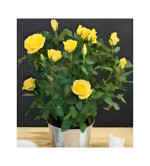 Rose Plant  (Pack of 2)YELLOW