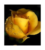 Rose Plant  (Pack of 2)YELLOW