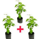 Bel Plant  COMBO ( PACK OF 3 )