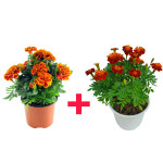 Marigold Plant COMBO ( PACK OF 2 )