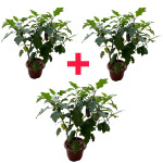 Brinjal  Plant Combo ( pack of 3 )