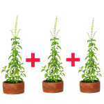 Tulsi Plant COMBO ( PACK OF 3 )