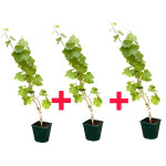 GRAPES PLANT COMBO ( PACK OF 3 )