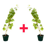 GRAPES PLANT COMBO ( PACK OF 2 )