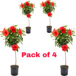 HIBISCUS PLANT COMBO ( PACK OF 4 )