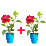 HIBISCUS PLANT COMBO ( PACK OF 2 )