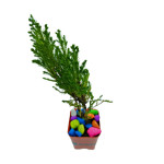 LEMON CYPRESS PLANT ( PACK OF 1 ) WITH POT