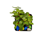 JADE PLANT WITH POT ( PACK OF 1 ) with pot + coloring stone