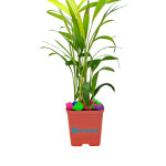 ARECA PALM PLANT ( PACK OF 1 ) with pot