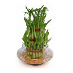 LUCKY BAMBOO PLANT IN GLASS POT