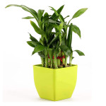 Lucky bamboo plant with singel pot