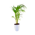 ARECA PLANT [PACK OF 4, with pot]