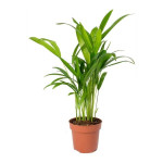 ARECA PLANT plam [ pack of 3, with pot]