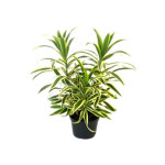 SONG OF INDIA PLANT  [pack of 2, with pot]